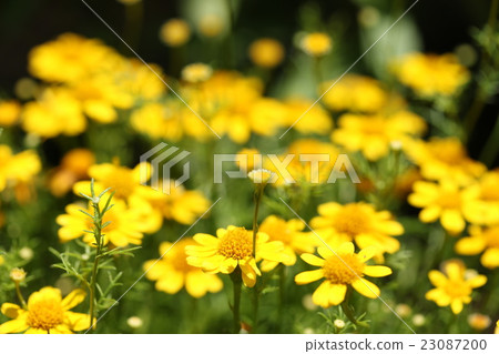 Darberg Daisy 23087200