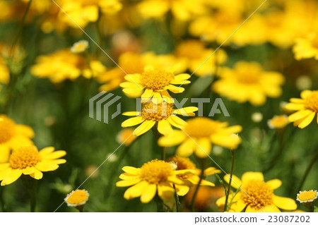 Darberg Daisy 23087202