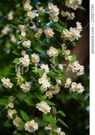 Jasmine bush in full blossom at summer park Jasmine bush in full blossom at summer park 23087398