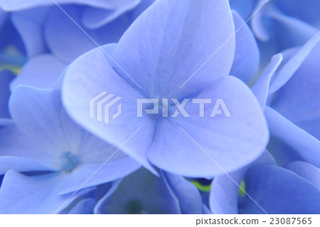 八仙花屬的花藍色1,宏觀射擊 八仙花屬的花藍色1,宏觀射擊 23087565
