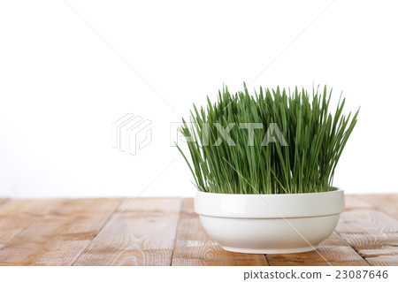 Wheatgrass image 23087646