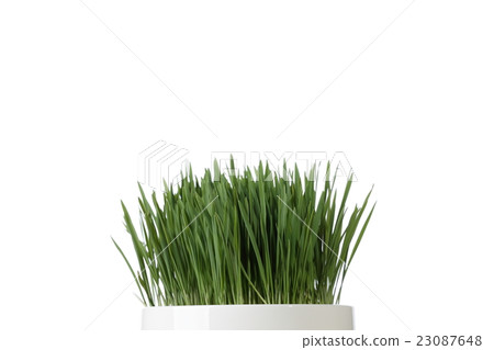 Wheatgrass image Wheatgrass image 23087648