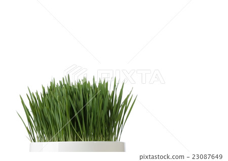 小麥草圖像 23087649