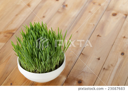 Wheatgrass image 23087683