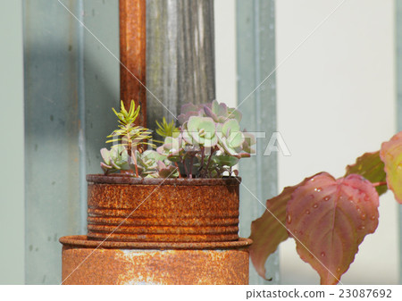 In the garden In the garden 23087692