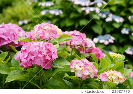 Hydrangea in June Hydrangea in June 23087770