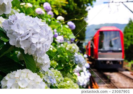 繡球花和山地火車 繡球花和山地火車 23087901