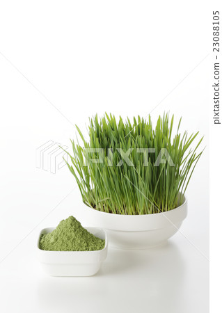 Wheatgrass image 23088105
