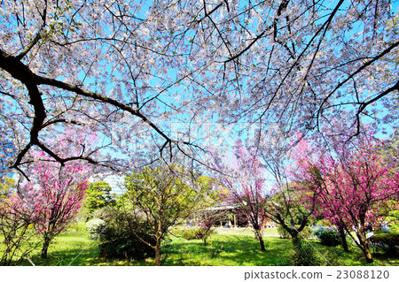 中央區Hamarikyu庭院，東京櫻花2015年4月2日 23088120