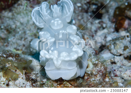 Nuushi Nuushi 23088147