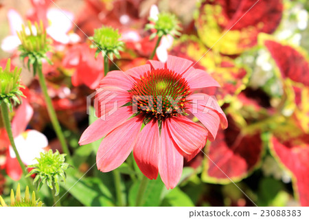 紫錐菊藥草園 紫錐菊藥草園 23088383