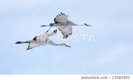 Sandhill Crane Sandhill Crane 23088993