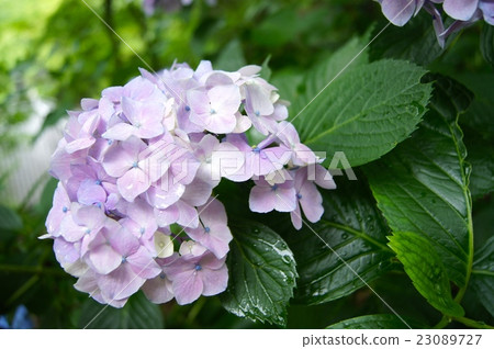 淡紫色的繡球花 淡紫色的繡球花 23089727