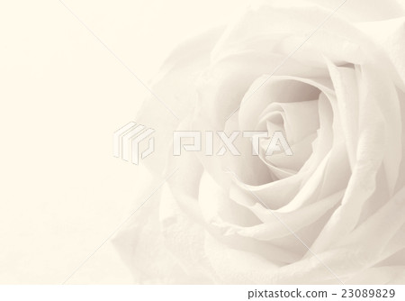 White rose close-up as background. Soft focus. 23089829