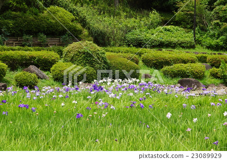 哈娜芭蕉 哈娜芭蕉 23089929