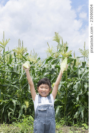 收穫在玉米田的孩子 收穫在玉米田的孩子 23090004