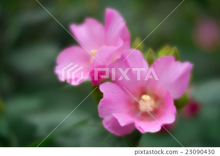 Furong soft focus Furong soft focus 23090430
