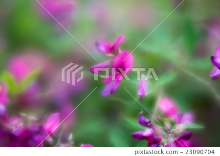 Hagi petal 23090704