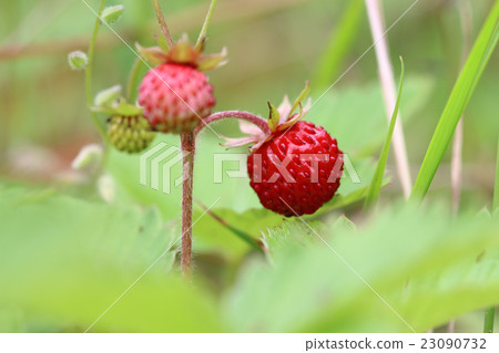 Wild strawberries - forest products 23090732