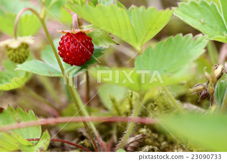 Wild strawberries - forest products 23090733