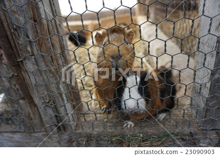 Two hamsters 23090903