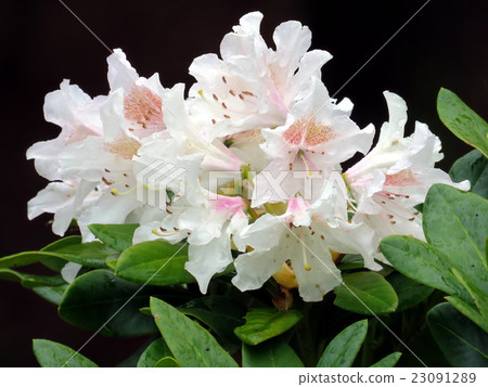South Bethany white azalea 2016 South Bethany white azalea 2016 23091289