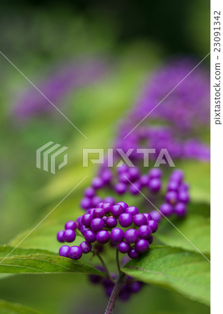 Komurasaki fruit 23091342