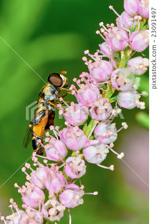Fly hoverflies on flowering tamarisk 23091497