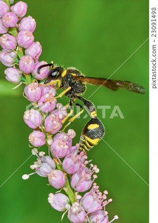 Wasp on flowering tamarisk Wasp on flowering tamarisk 23091498