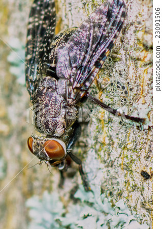 Interesting fly spotted Interesting fly spotted 23091506