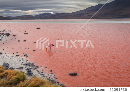 Red lake - Lago Colorado in Bolivia 23091786