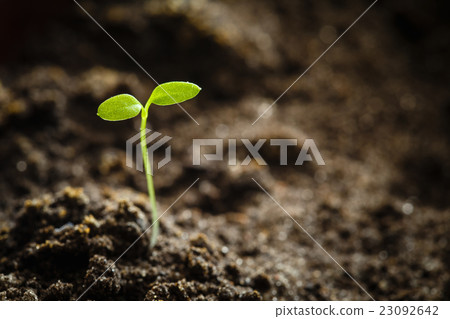Growing Green Sprout From Soil. Spring 23092642
