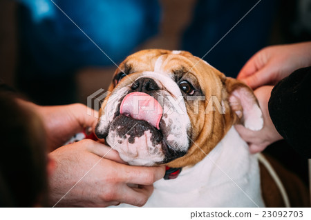 People stroking Young English Bulldog Dog People stroking Young English Bulldog Dog 23092703