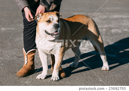 Ca de Bou or Perro de Presa Mallorquin, Molossian Ca de Bou or Perro de Presa Mallorquin, Molossian 23092705