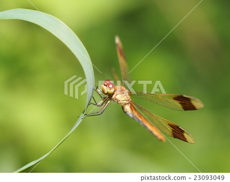 Dragonfly Dragonfly 23093049