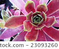 Closeup of Colorful Cactus Plants in Full Sunlight 23093260
