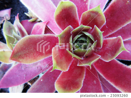 Closeup of Colorful Cactus Plants in Full Sunlight 23093260