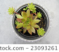 Close-up of sempervivum plant in a pot. 23093261
