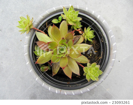 Close-up of sempervivum plant in a pot. Close-up of sempervivum plant in a pot. 23093261