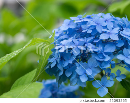 Hydrangea (blue) after rain 23093265