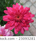 Bright pink daisy flower close-up. 23093281