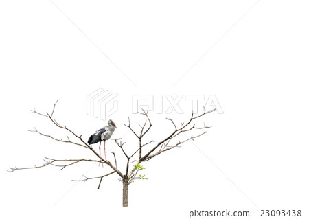 Asian openbill stork bird on a tree, isolated 23093438