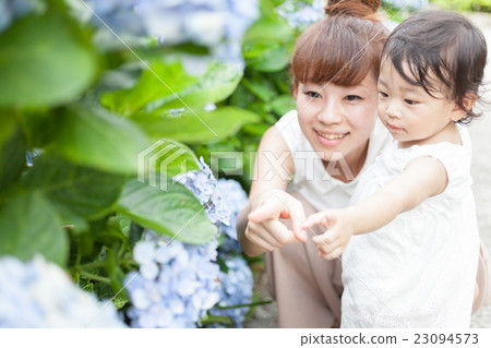 母親和女兒繡球花繡球花 23094573