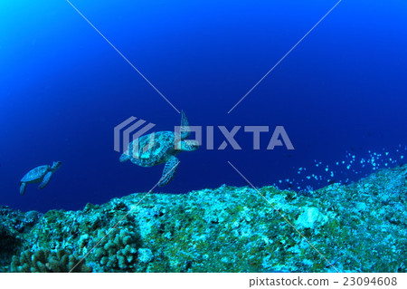 海龜 海龜 23094608