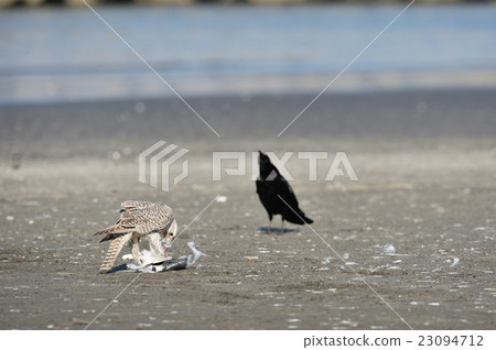 Predator Hayabusa prey on Mt. 23094712