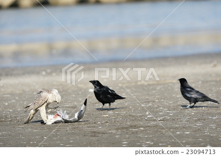Eating seagulls White fur Haruka and surrounding crow 23094713