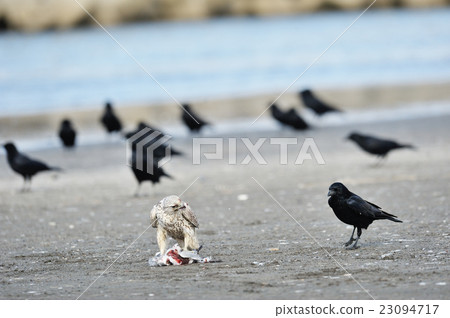 The falcon hayabusa in the meal is surrounded by a crow 23094717