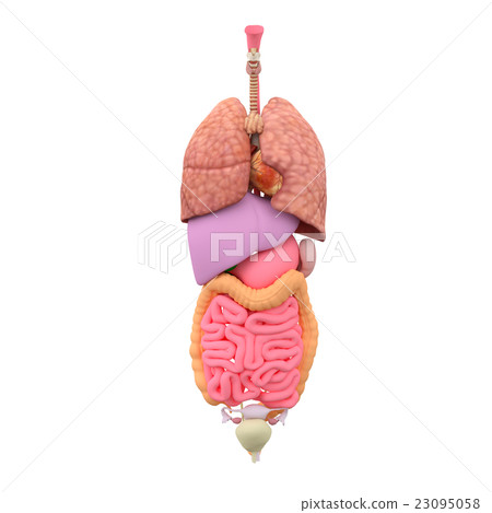 Human body specimen Internal image of a woman perming3DCG Illustration material Human body specimen Internal image of a woman perming3DCG Illustration material 23095058