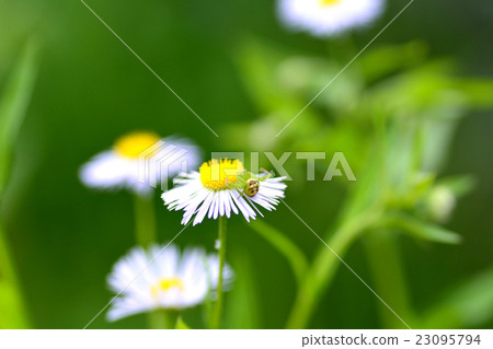 Haruzion和Hanagumo Haruzion和Hanagumo 23095794