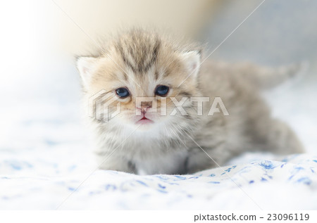 Cute tabby kittens sitting Cute tabby kittens sitting 23096119
